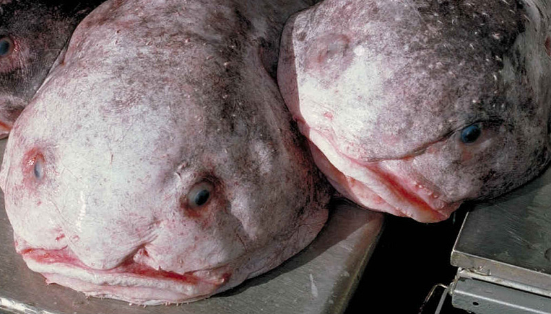 Рыбу-каплю признали самой причудливой рыбой на планете