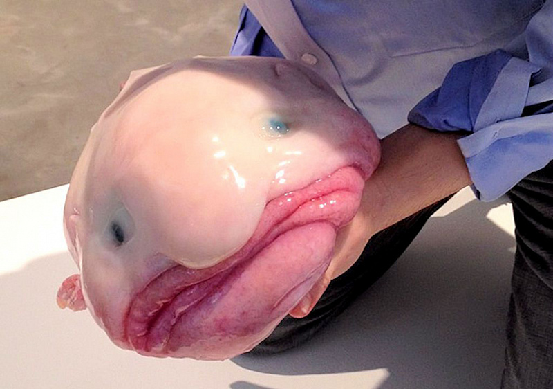 Рыбу-каплю признали самой причудливой рыбой на планете