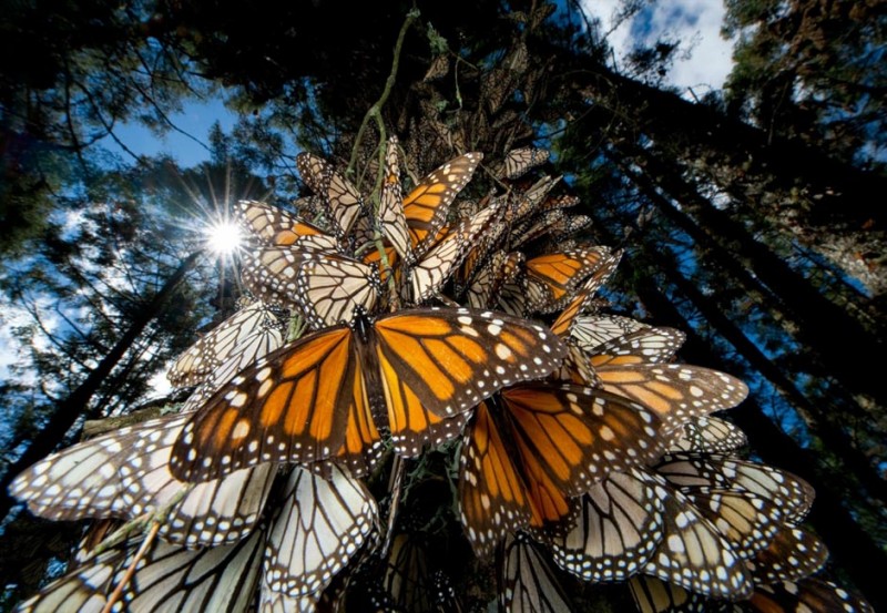 Великая путешественница бабочка Данаида монарх