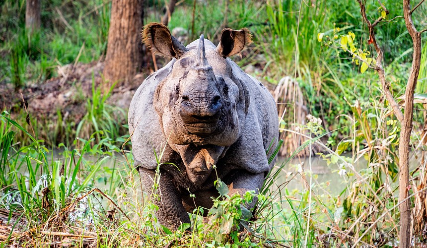 Отдых в Непале: турист из России пропал в национальном парке после атаки носорога