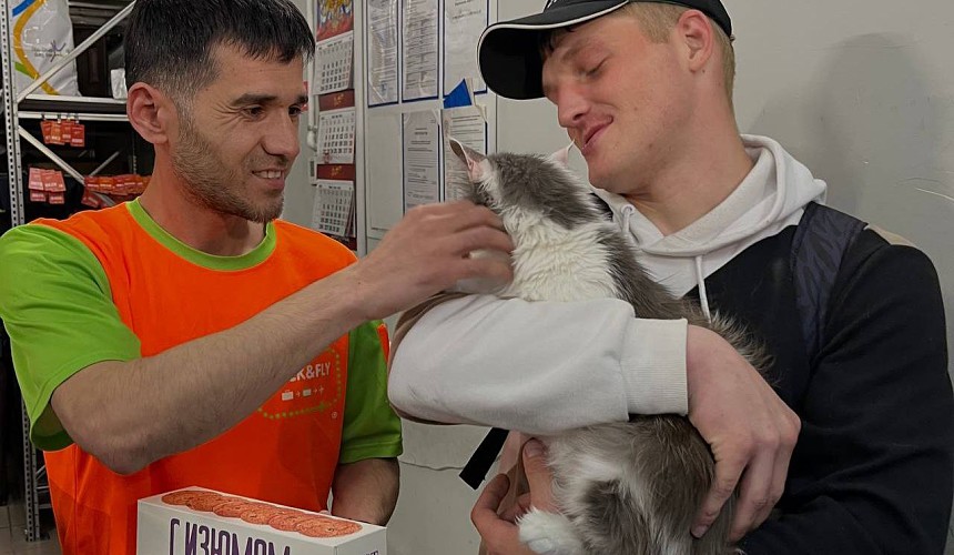 Правила перевозки животных в самолете: хозяин вернулся за кошкой в Шереметьево через девять дней