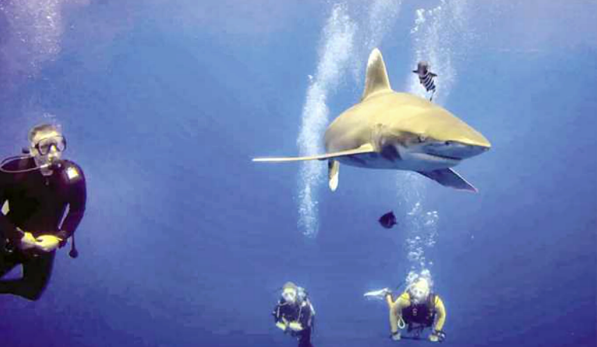 Новости Египта: на первую акулу прикрепили устройство спутникового слежения