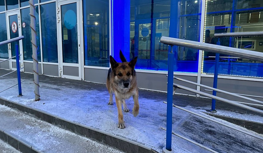 В аэропорту Новокузнецка забыли собаку 